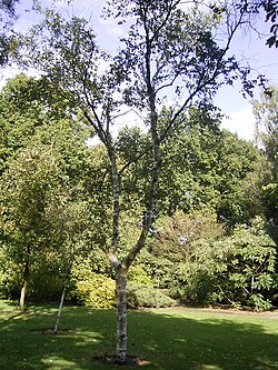 Detalle de la corteza y características de Betula albosinensis