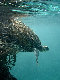 Tortuga marina atrapada en una red