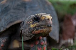 Detalle anatómico de la cabeza de una tortuga de patas rojas