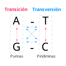 Esquema de transiciones y transversiones