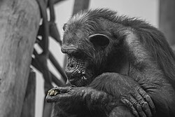 Fotografía que ilustra comportamientos específicos en chimpancés.
