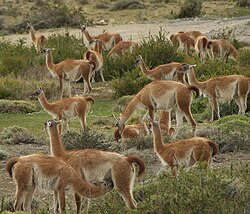 Manada de guanacos