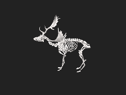 Modelo tridimensional del esqueleto de un gamo común.
