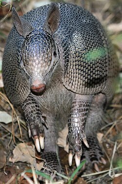 Detalle de armadillo en Nuevo León, México