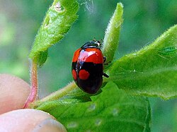 Adalia bipunctata f. quadrimaculata