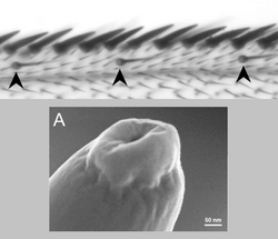 Sensilias quimiorreceptoras