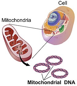 Esquema representativo del genoma mitocondrial