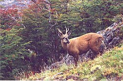 Huemul en el parque nacional Los Alerces