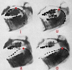 Radiografías de las vocales i, u, a, ɑ