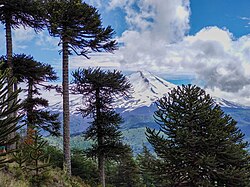 Ejemplar del género Araucaria