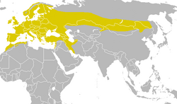 Gráfico taxonómico del Parus major