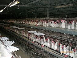 Gallinas de crianza en instalaciones modernas