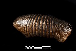 Armadura ósea detallada