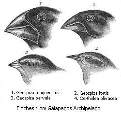 Pinzones de Darwin en las Islas Galápagos
