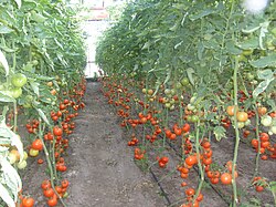 Cultivo de tomates