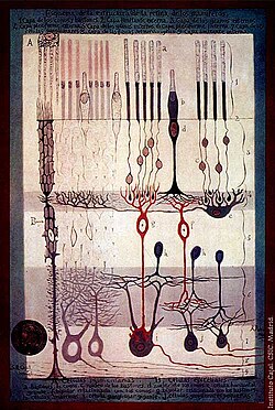 Ilustración detallada de la retina de los mamíferos realizada por Santiago Ramón y Cajal.