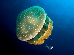 Medusa campana flotante en aguas de Haití
