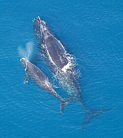 Ilustración de una ballena franca glacial.