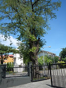 Vista general de un árbol de tamarindo