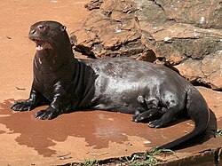 Nutria gigante en su hábitat