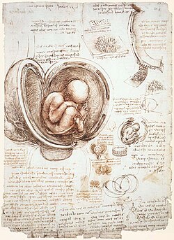 Estudio de embrión de Leonardo da Vinci