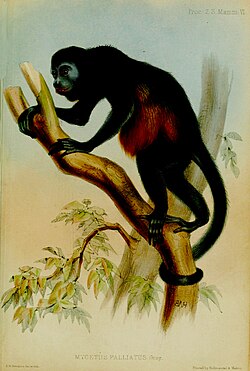 Ilustración histórica de un aullador negro de 1848