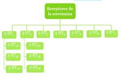 Esquema de los receptores de serotonina