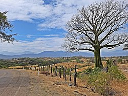 Paisaje típico de la región de Piura