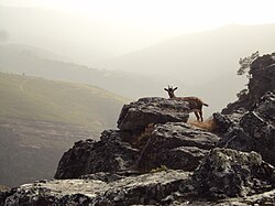 Ejemplares de cabras en un entorno rural