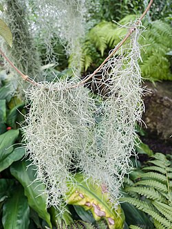 Tillandsia usneoides en la Casa Tropical, Real Jardín Botánico de Kew.