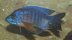 Variedad de peces cíclidos