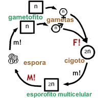 Ciclo de vida haplo-diplonte