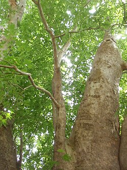 Platanus orientalis de unos 20 años de edad