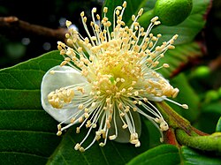 Flor blanca de la guayaba Psidium guajava
