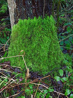 Pie de un árbol que muestra el límite de musgo del sotobosque.