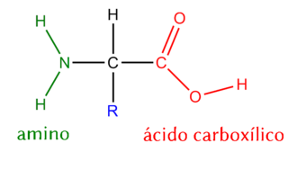 Estructura general de un alfa-aminoácido con su carbono central.