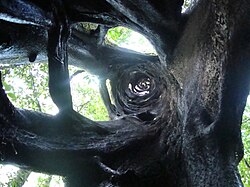 Ejemplar de Matapalo en la Selva Lacandona