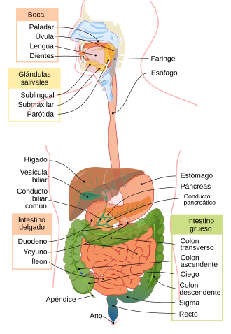 Esquema general del aparato digestivo del ser humano