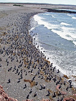 Paisaje de la costa patagónica en Punta Tombo con formaciones rocosas