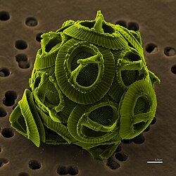 Cocolito de Gephyrocapsa oceanica