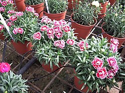 Cultivo de flores en invernadero