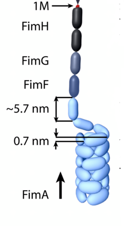 Fimbria tipo-1 de bacteria E. coli