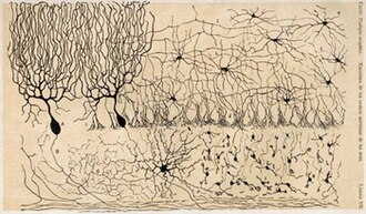Dibujo de Ramón y Cajal de las células del cerebelo de un pollo, publicado en 1905.