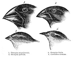 Dibujo histórico de Charles Darwin sobre la teoría evolutiva