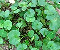 Planta verde como ejemplo de organismo autótrofo
