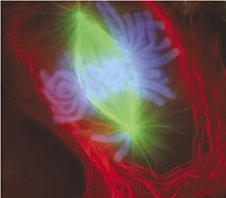 Imagen de microscopía que muestra la formación del huso acromático durante la mitosis.