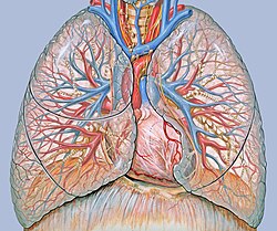 Circulación pulmonar