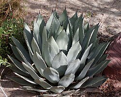 Agave palmeri en su hábitat