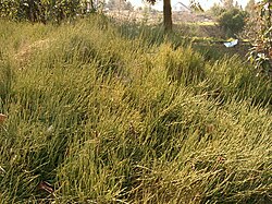 Hábito de Ephedra