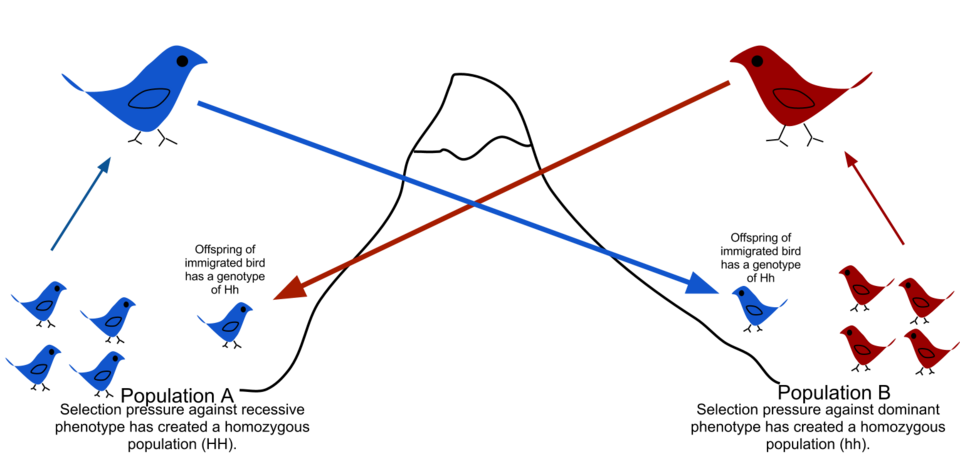 Diagrama de flujo genético